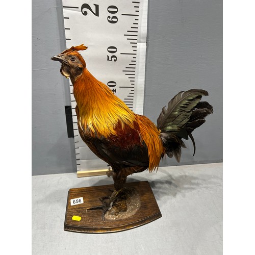 656 - Taxidermy game Cock