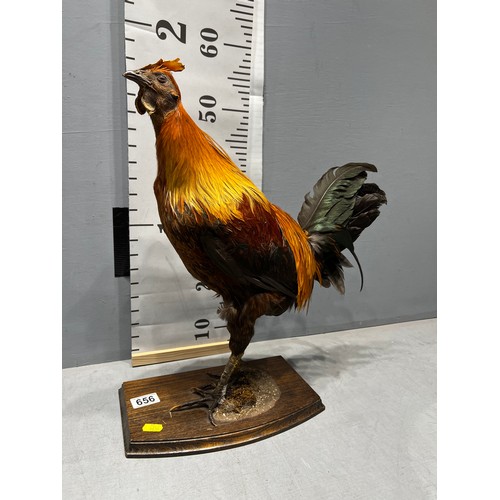 656 - Taxidermy game Cock