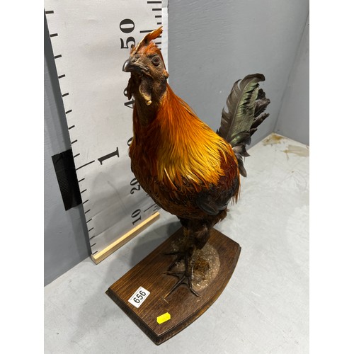 656 - Taxidermy game Cock