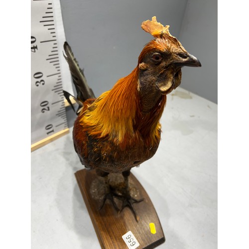 656 - Taxidermy game Cock