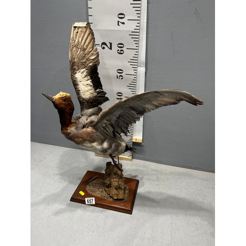 657 - Taxidermy Wigeon