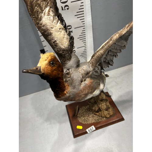 657 - Taxidermy Wigeon