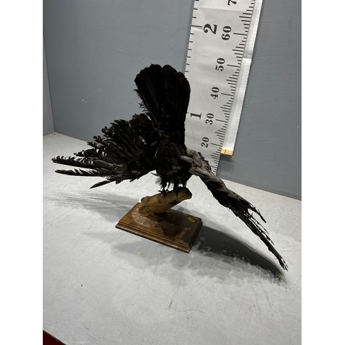 658 - Taxidermy Crow