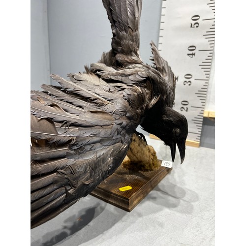 658 - Taxidermy Crow