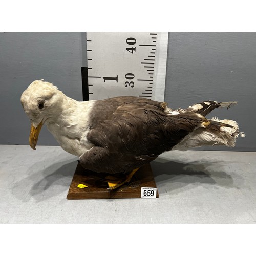 659 - Taxidermy Black backed Gull