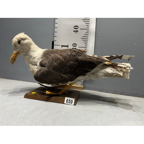 659 - Taxidermy Black backed Gull