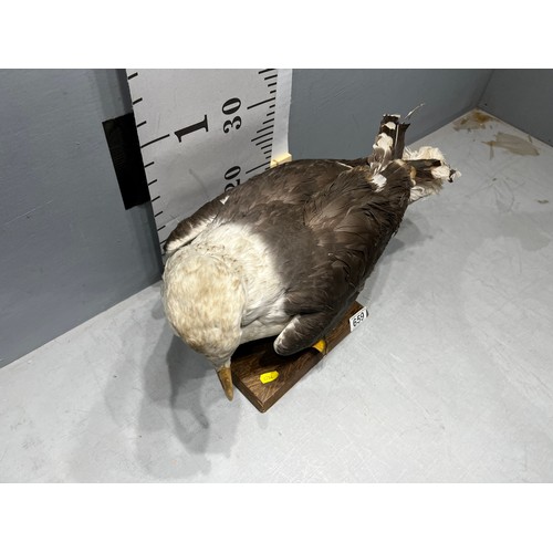 659 - Taxidermy Black backed Gull