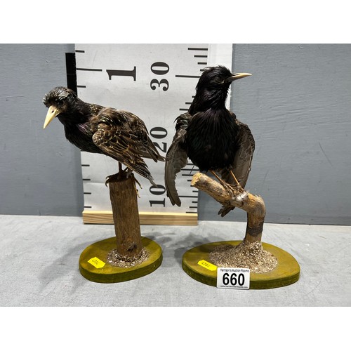 660 - 2 x Taxidermy birds.