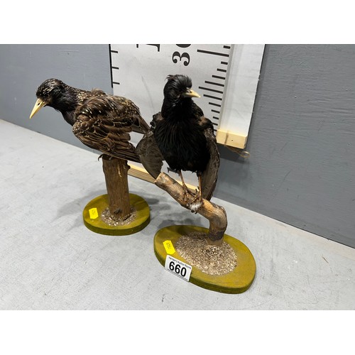 660 - 2 x Taxidermy birds.