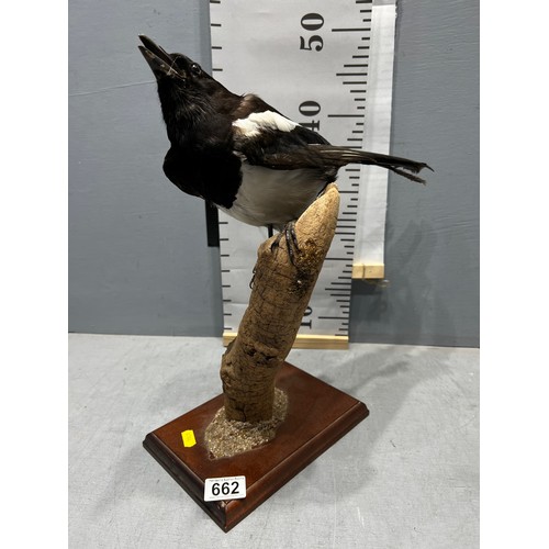 662 - Taxidermy Magpie