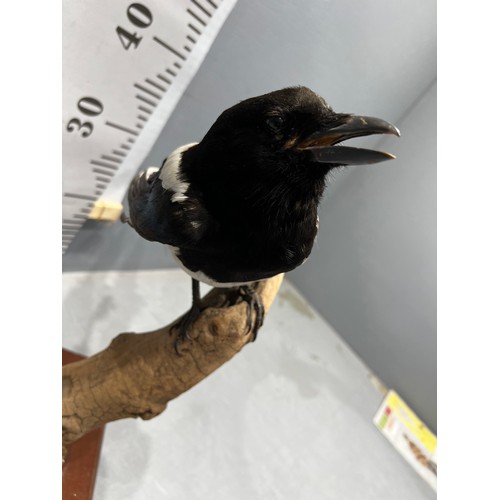 662 - Taxidermy Magpie