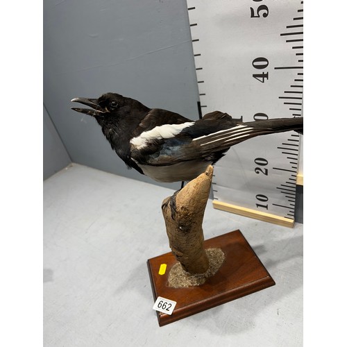 662 - Taxidermy Magpie