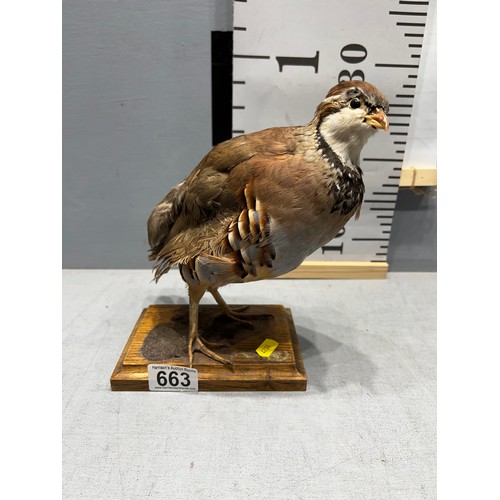 663 - Taxidermy Partridge