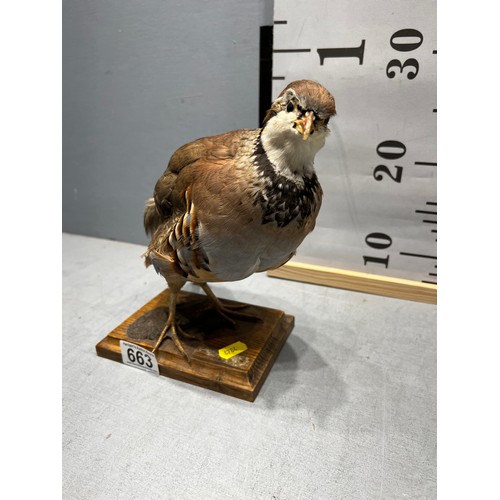 663 - Taxidermy Partridge