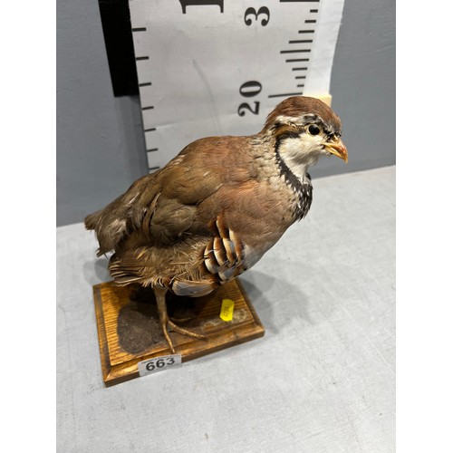 663 - Taxidermy Partridge