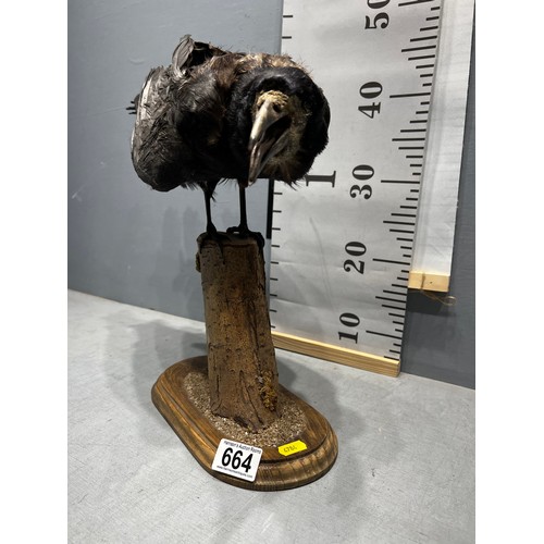 664 - Taxidermy Raven