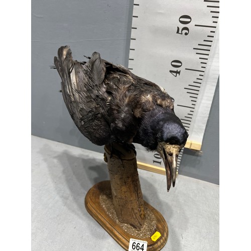 664 - Taxidermy Raven