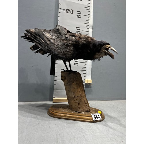 664 - Taxidermy Raven