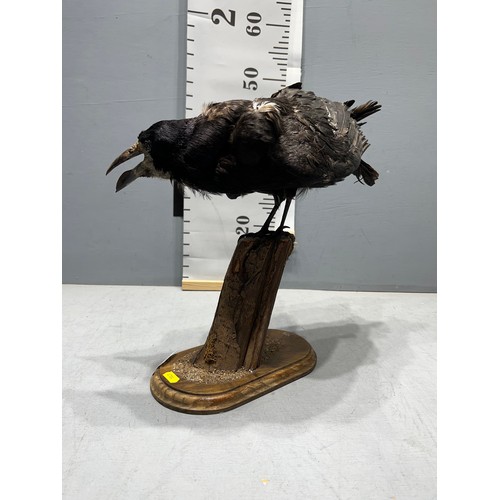 664 - Taxidermy Raven