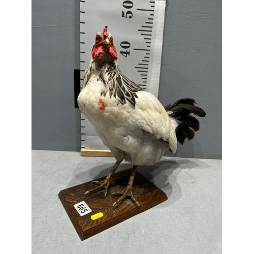 665 - Taxidermy Sussex Chicken