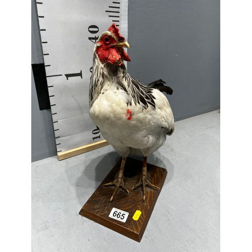 665 - Taxidermy Sussex Chicken