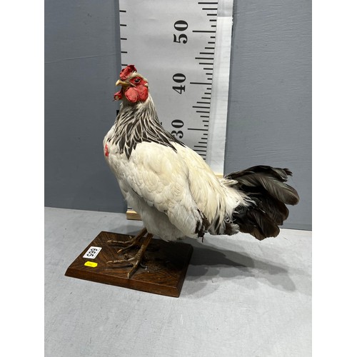 665 - Taxidermy Sussex Chicken