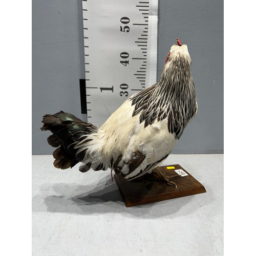 665 - Taxidermy Sussex Chicken