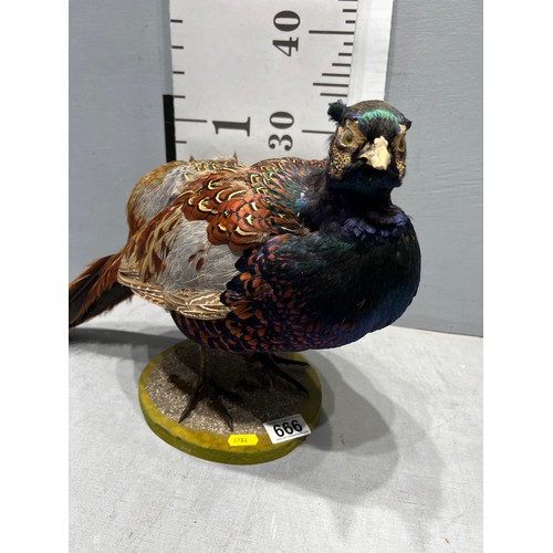 666 - Taxidermy Pheasant