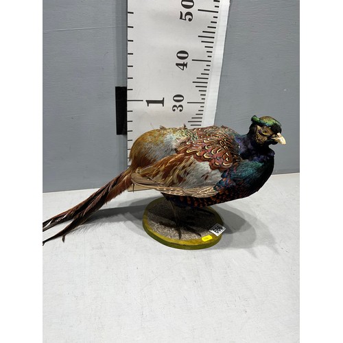 666 - Taxidermy Pheasant