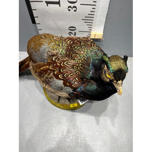 666 - Taxidermy Pheasant