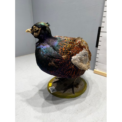 666 - Taxidermy Pheasant