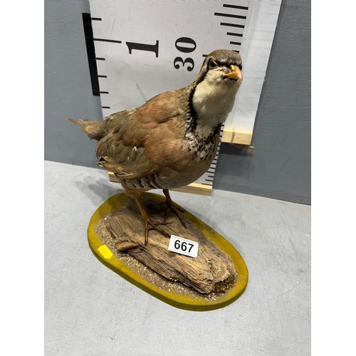 667 - Taxidermy Partridge