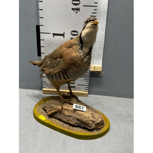 667 - Taxidermy Partridge