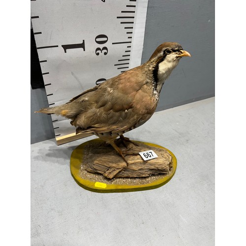 667 - Taxidermy Partridge