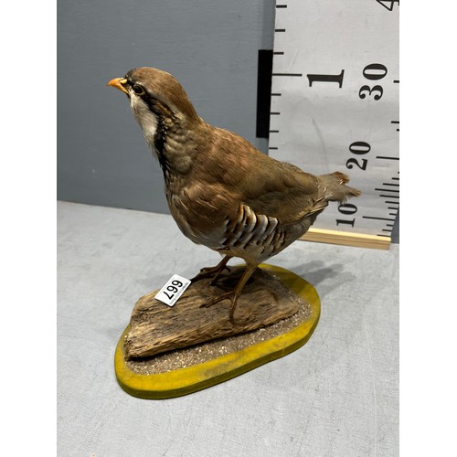 667 - Taxidermy Partridge