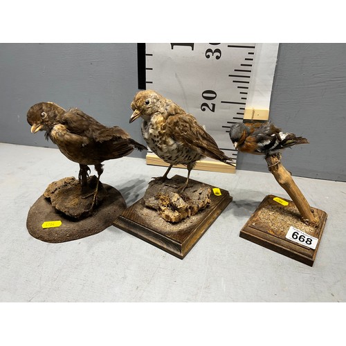 668 - 3 x Taxidermy birds. Song thrush + Chaffinch + Blackbird