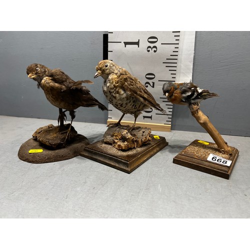 668 - 3 x Taxidermy birds. Song thrush + Chaffinch + Blackbird