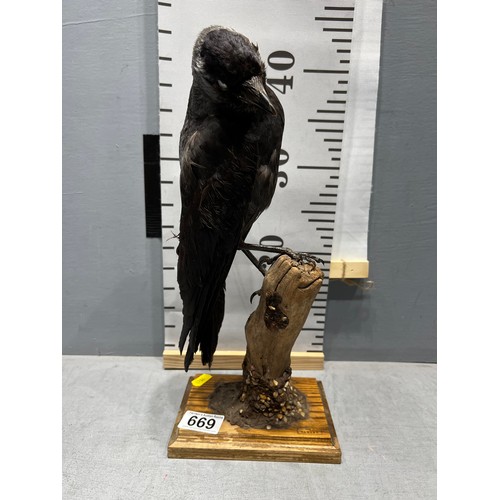 669 - Taxidermy Jackdaw