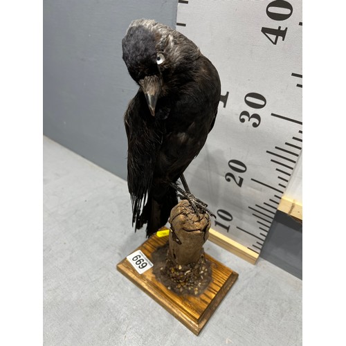 669 - Taxidermy Jackdaw