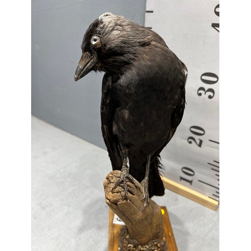 669 - Taxidermy Jackdaw