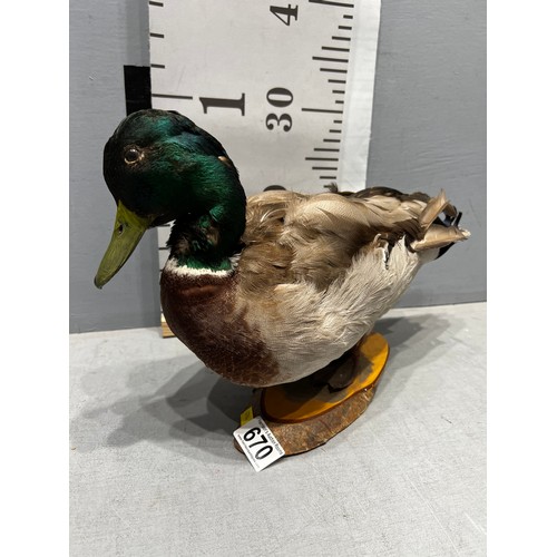 670 - Taxidermy Duck