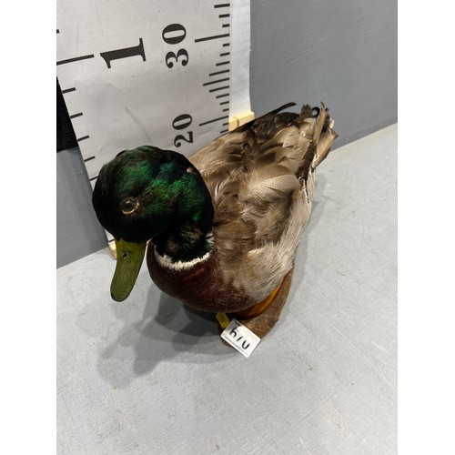 670 - Taxidermy Duck