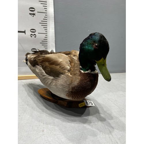 670 - Taxidermy Duck