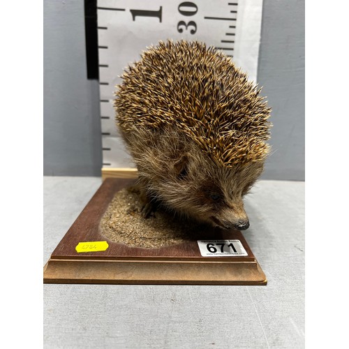 671 - Taxidermy Hedgehog