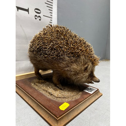 671 - Taxidermy Hedgehog