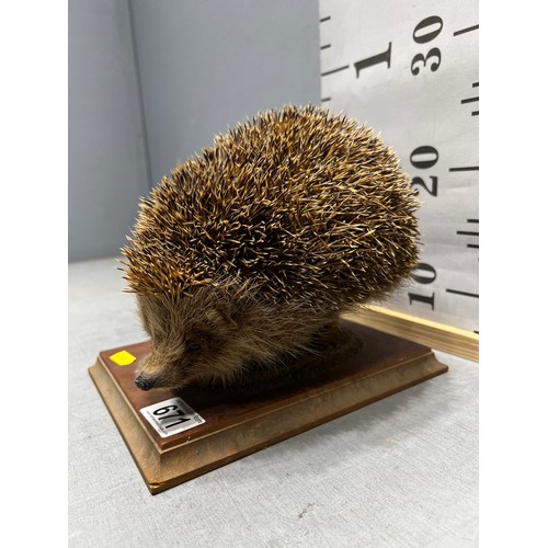 671 - Taxidermy Hedgehog