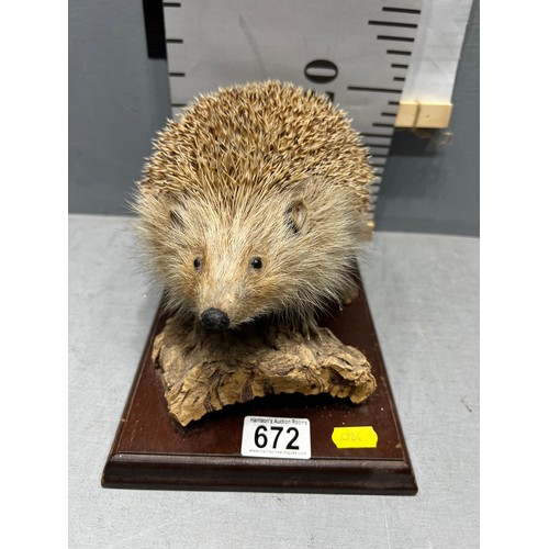 672 - Taxidermy Hedgehog