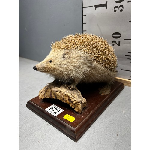 672 - Taxidermy Hedgehog