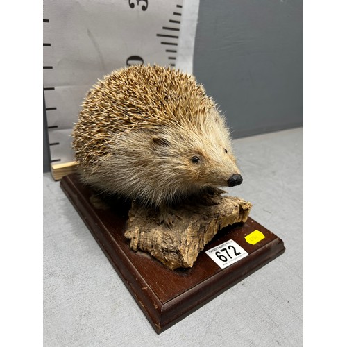 672 - Taxidermy Hedgehog