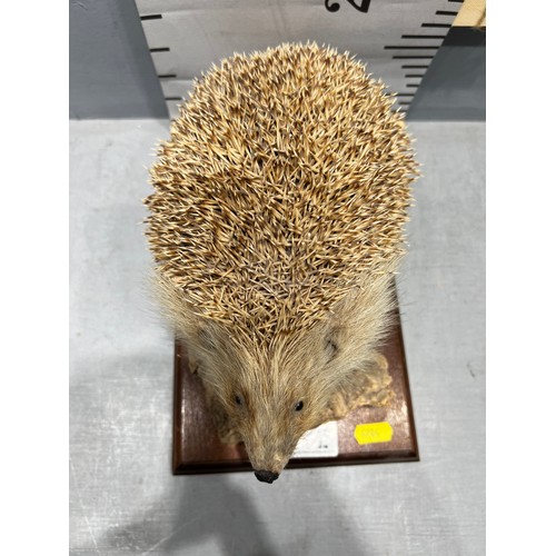 672 - Taxidermy Hedgehog